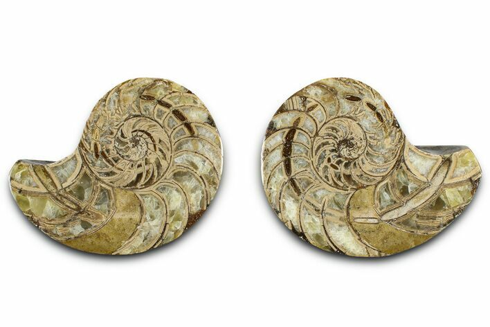 Jurassic Cut & Polished Nautilus (Cymatoceras) Fossil -Madagascar #365501